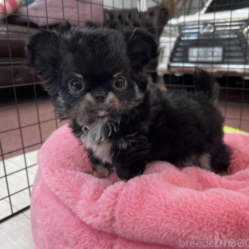 販売中の香川県のチワワ(ロングコート)-448851の6枚目