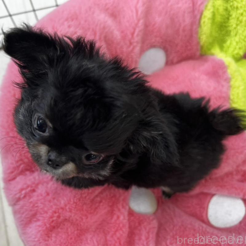 販売中の香川県のチワワ(ロングコート)-448851の5枚目