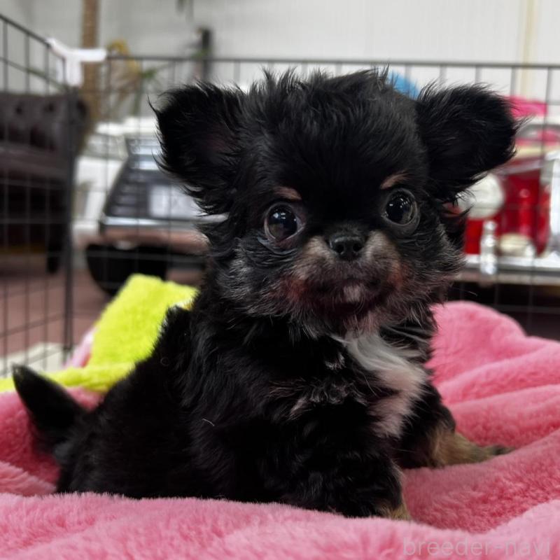 販売中の香川県のチワワ(ロングコート)-448851の4枚目