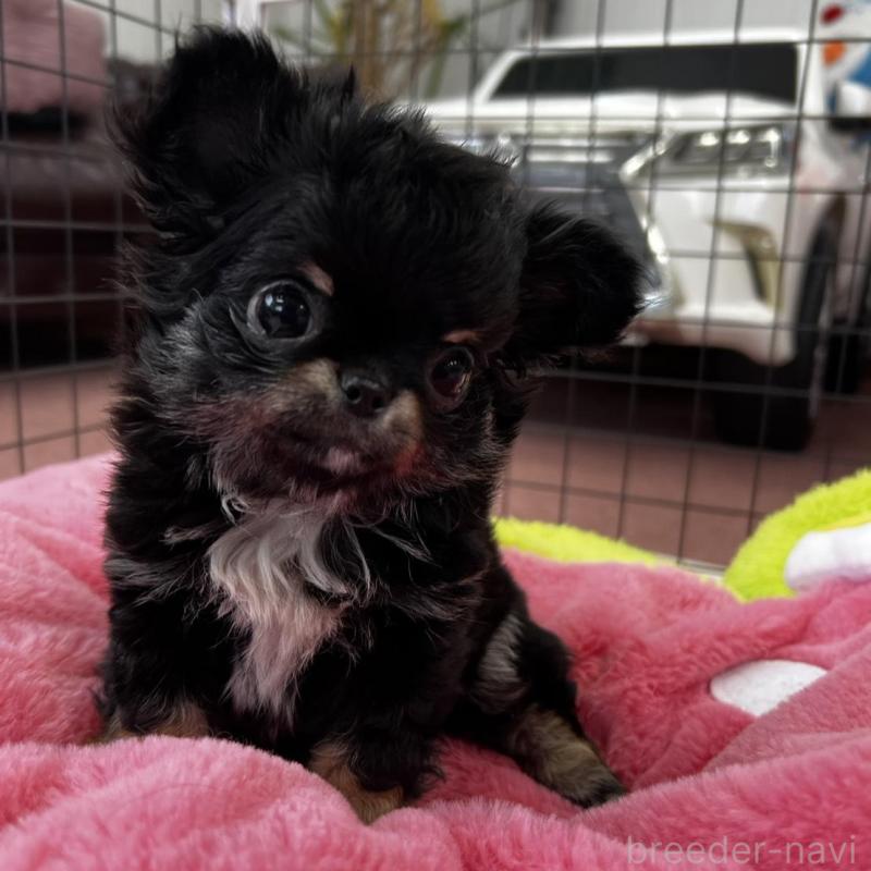 販売中の香川県のチワワ(ロングコート)-448851の3枚目