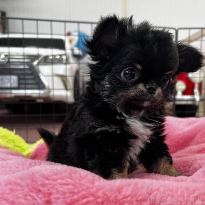 販売中の香川県のチワワ(ロングコート)-448851の2枚目