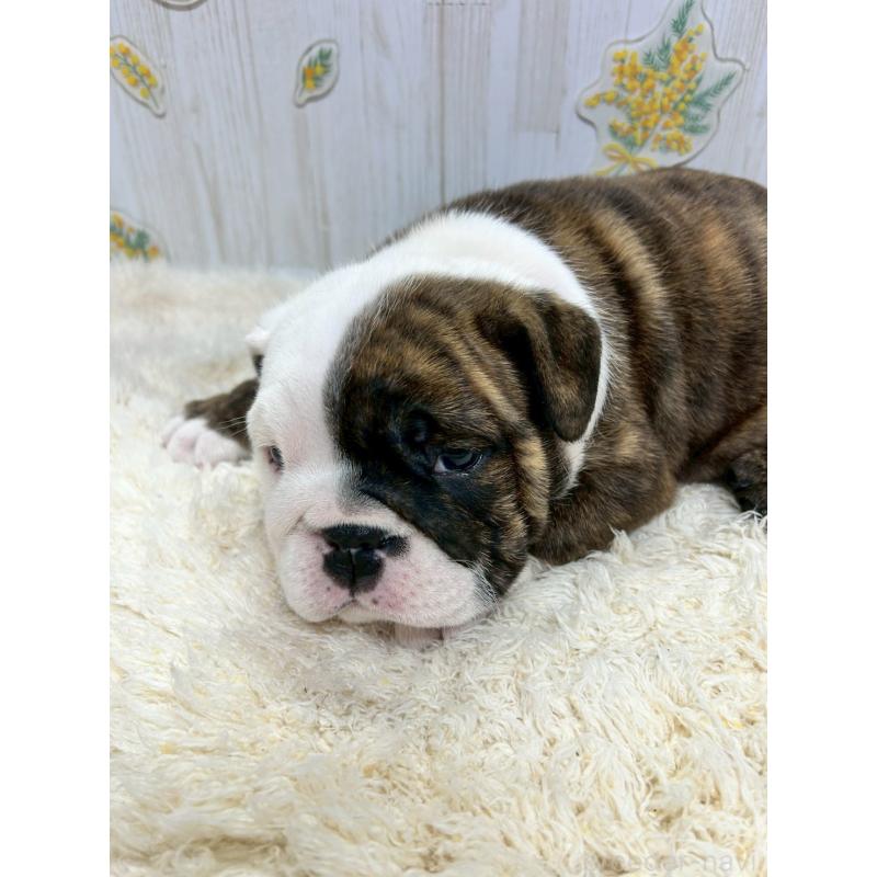 販売中の群馬県のブルドッグ-448852の5枚目