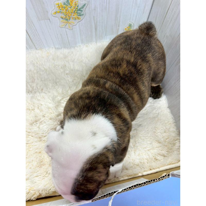 販売中の群馬県のブルドッグ-448852の3枚目