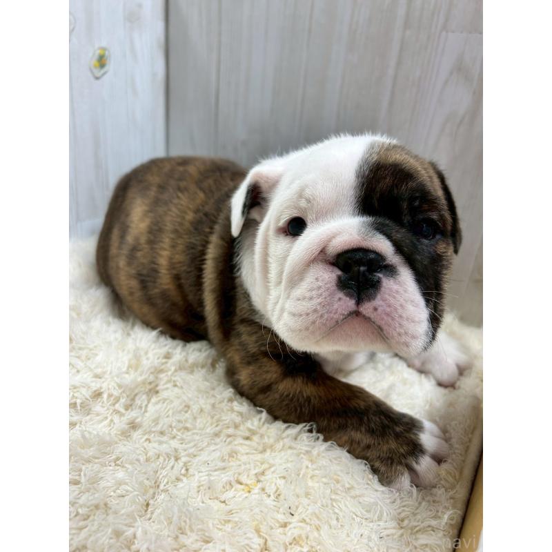 販売中の群馬県のブルドッグ-448852の2枚目