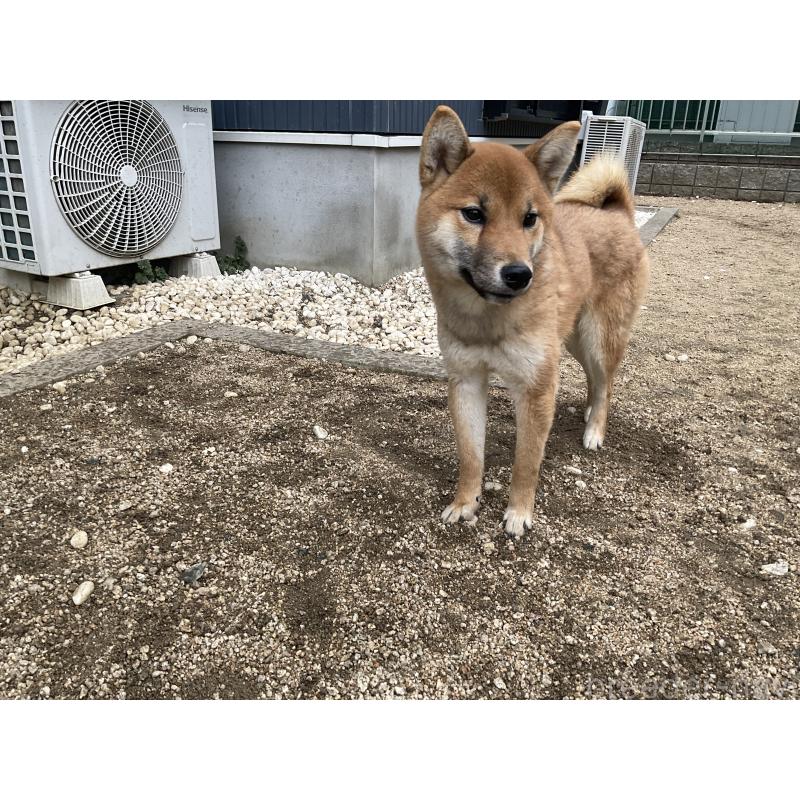 販売中の岡山県の柴犬-448859の8枚目