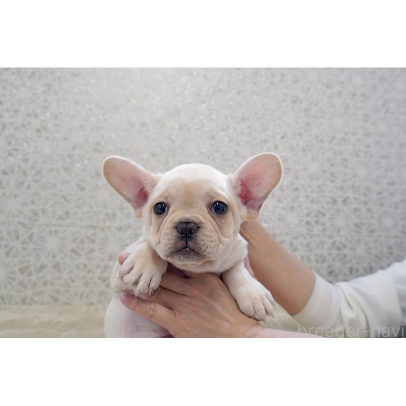 販売中の東京都のフレンチブルドッグ-448856の8枚目