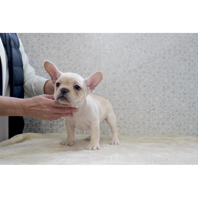 販売中の東京都のフレンチブルドッグ-448856の6枚目