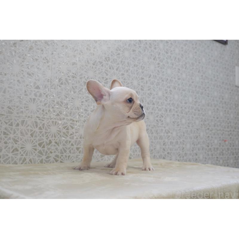 販売中の東京都のフレンチブルドッグ-448856の5枚目