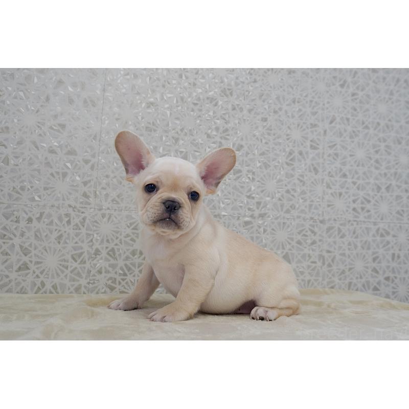 販売中の東京都のフレンチブルドッグ-448856の4枚目