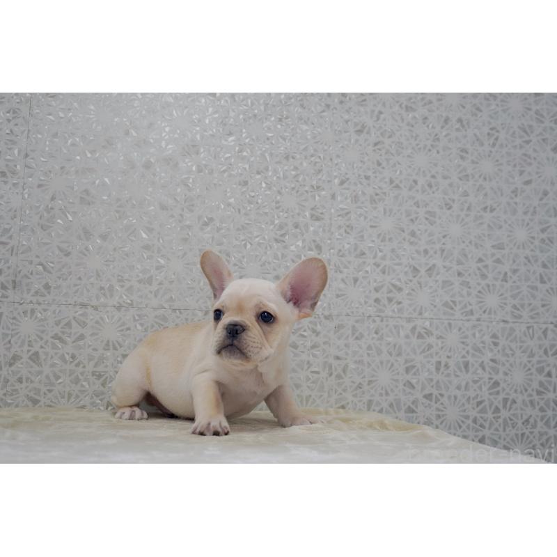販売中の東京都のフレンチブルドッグ-448856の3枚目