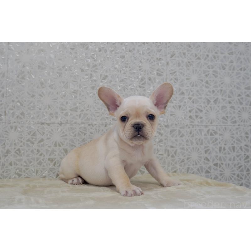 販売中の東京都のフレンチブルドッグ-448856の2枚目