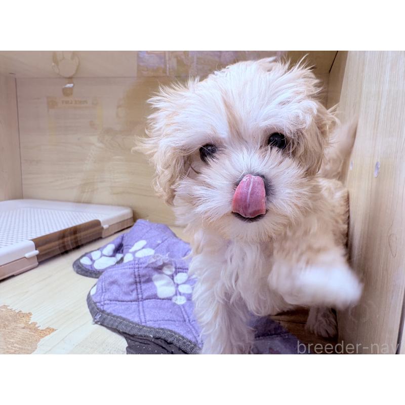 販売中の東京都のマルプー:マルチーズ×トイプードル-443350