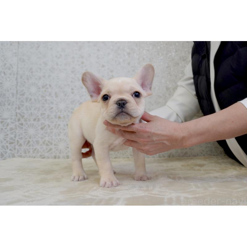 販売中の東京都のフレンチブルドッグ-448857