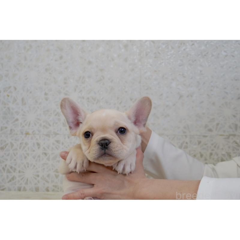 販売中の東京都のフレンチブルドッグ-448857の8枚目