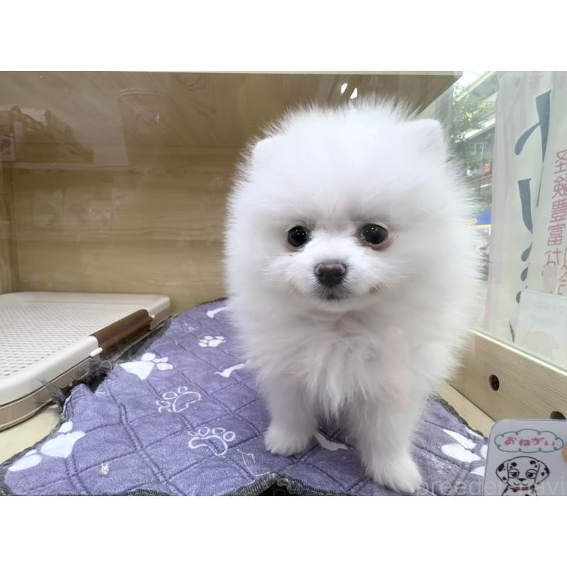販売中の東京都のポメラニアン-446438