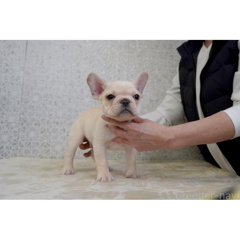 販売中の東京都のフレンチブルドッグ-448857の7枚目