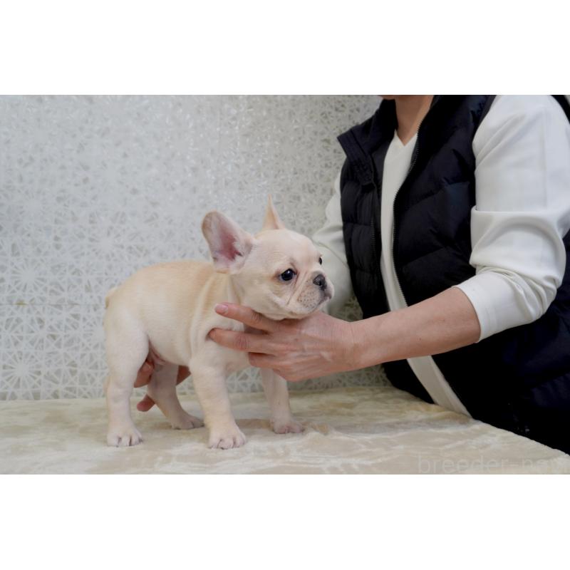 販売中の東京都のフレンチブルドッグ-448857の6枚目