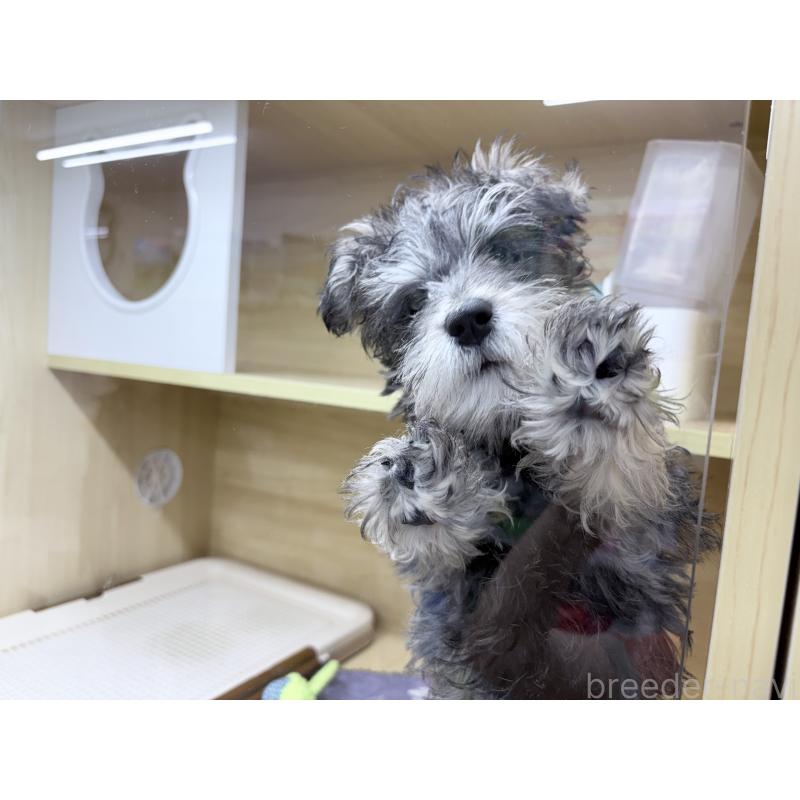 販売中の東京都のミニチュアシュナウザー-435977