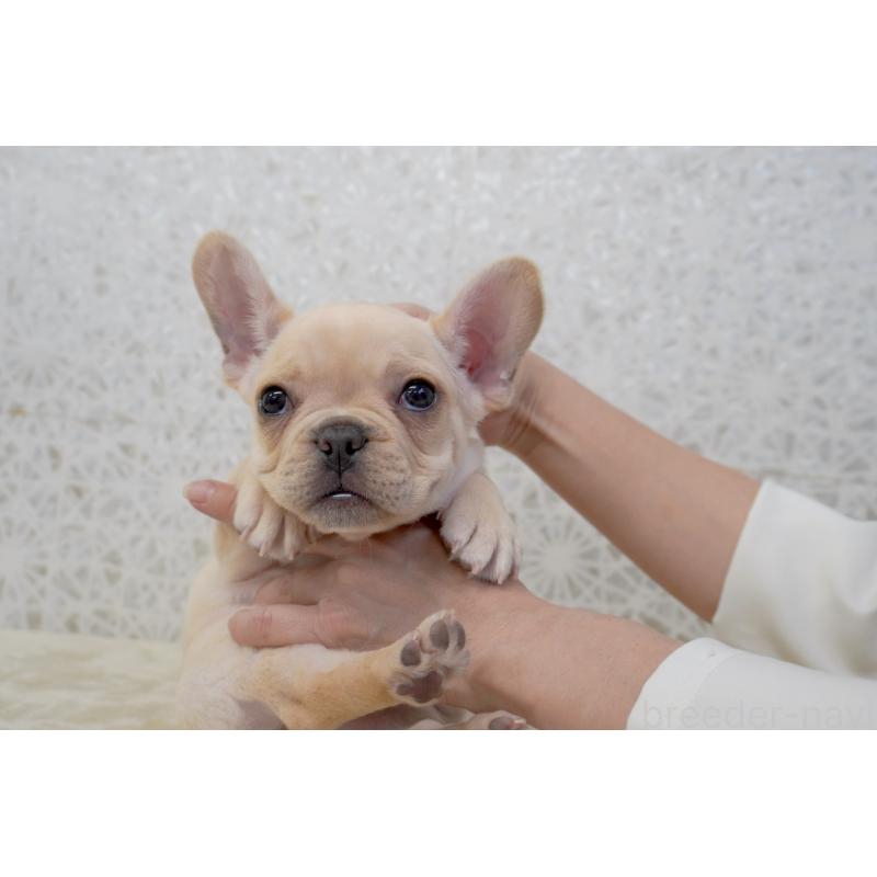 販売中の東京都のフレンチブルドッグ-448858