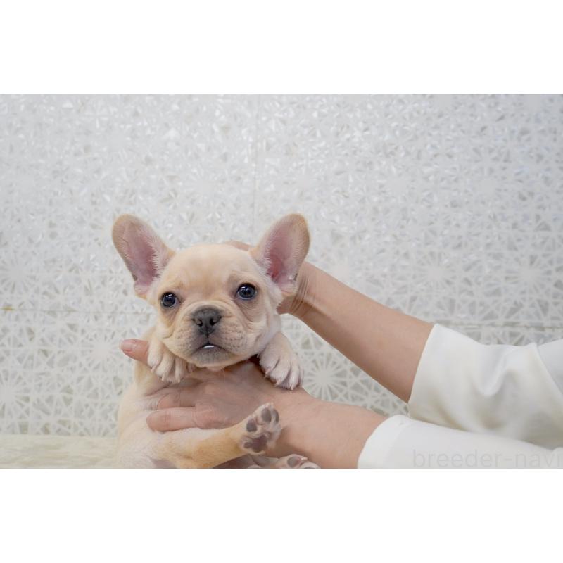 販売中の東京都のフレンチブルドッグ-448858の7枚目