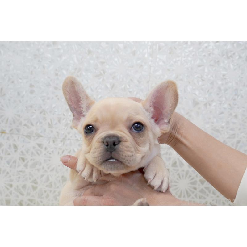 販売中の東京都のフレンチブルドッグ-448858の6枚目