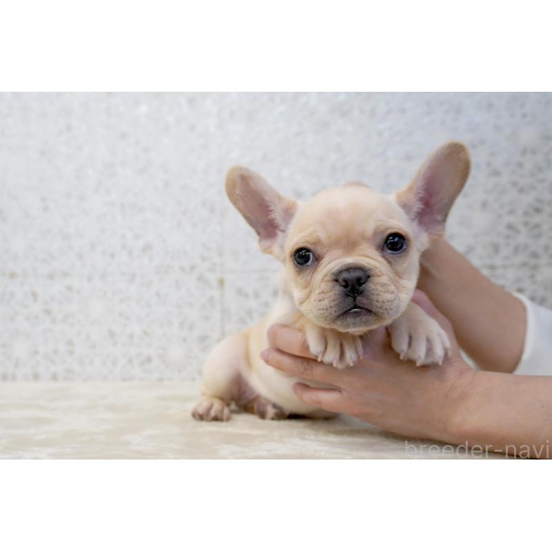 販売中の東京都のフレンチブルドッグ-448858の4枚目