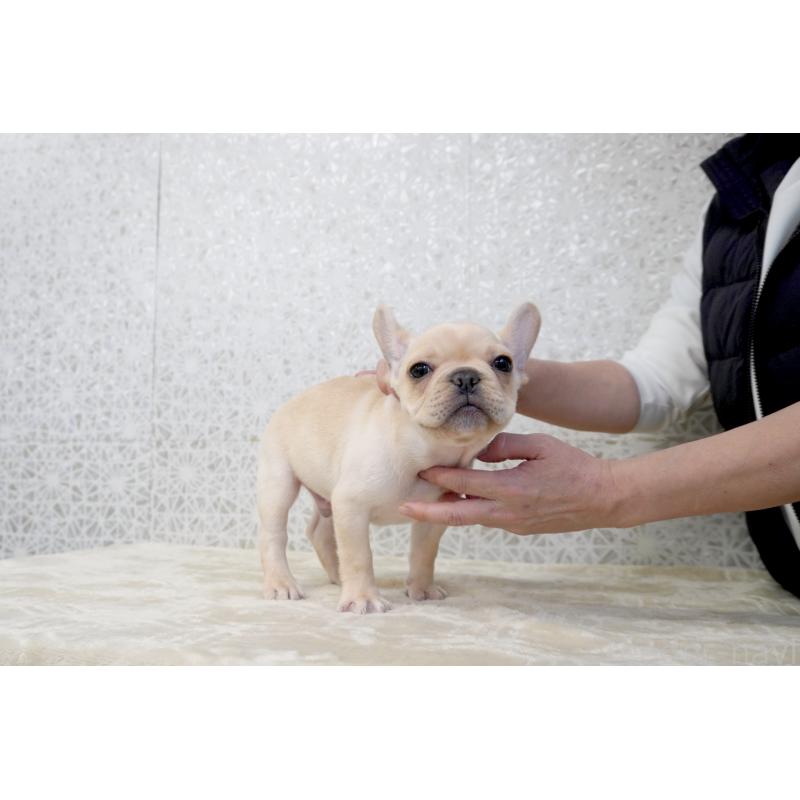 販売中の東京都のフレンチブルドッグ-448858の3枚目