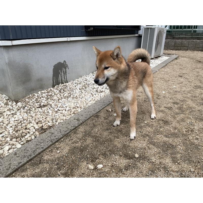 販売中の岡山県の柴犬-448860の6枚目
