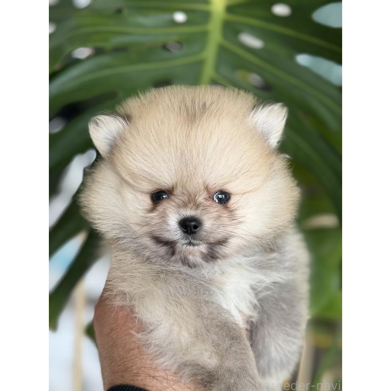 販売中の静岡県のポメラニアン-446154