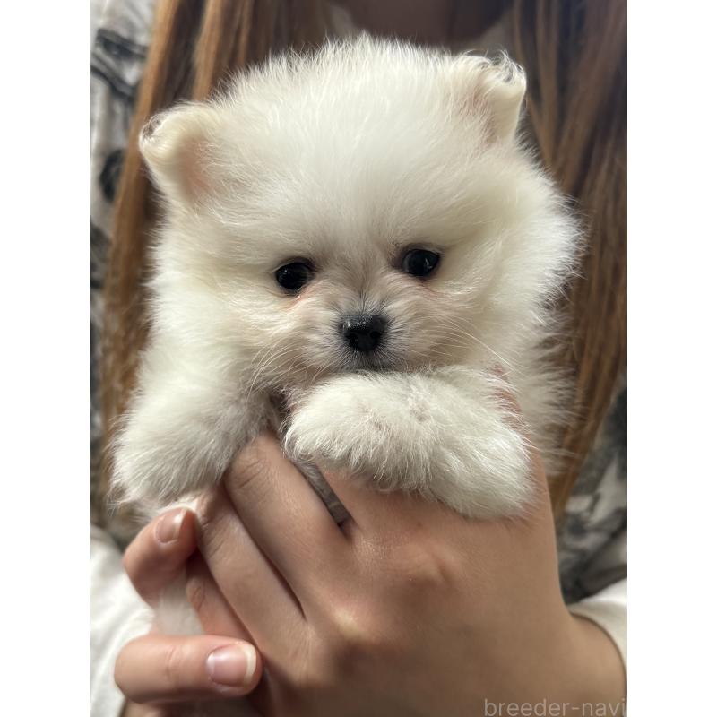 販売中の静岡県のポメラニアン-446156