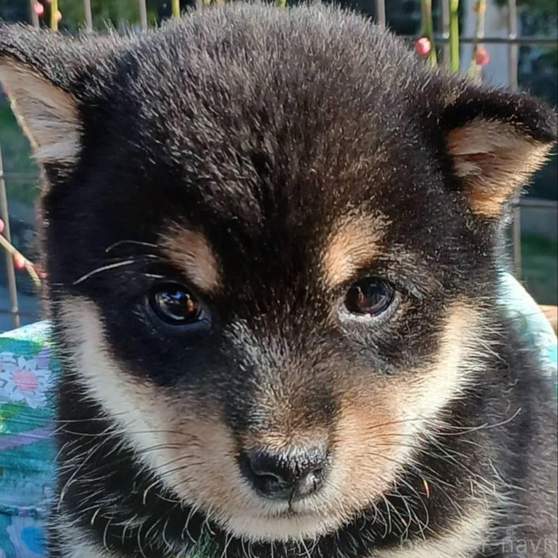 販売中の熊本県の豆柴-448861