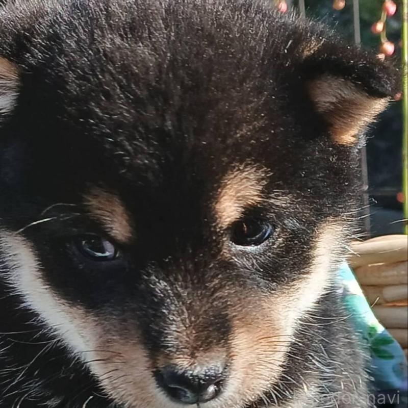 販売中の熊本県の豆柴-448861の3枚目