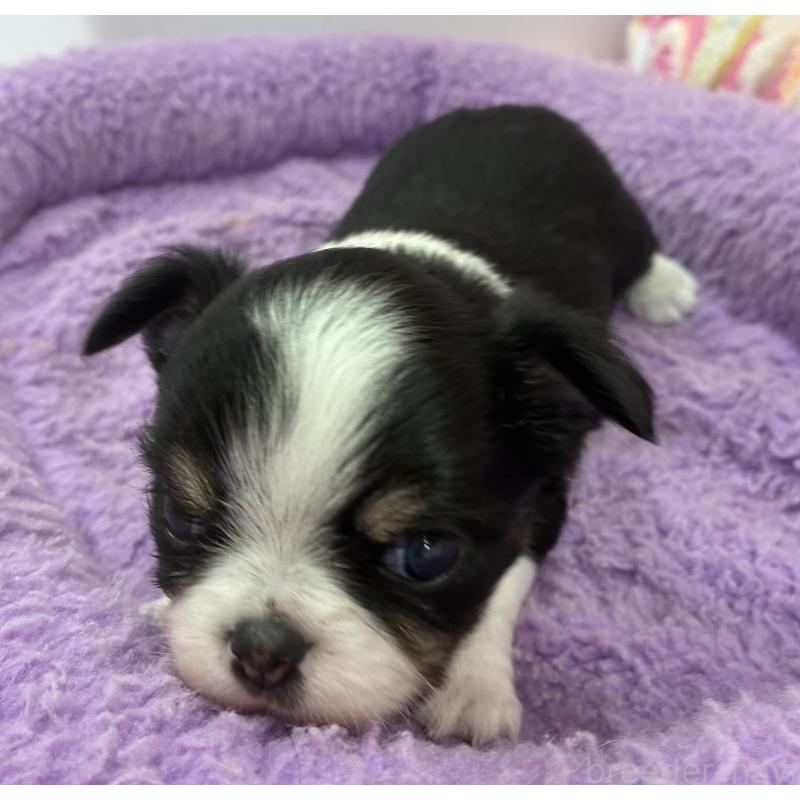 販売中の神奈川県のチワワ(ロングコート)-448865の4枚目