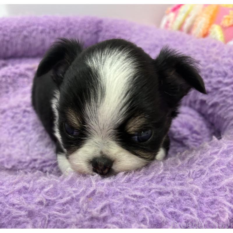 販売中の神奈川県のチワワ(ロングコート)-448865の3枚目