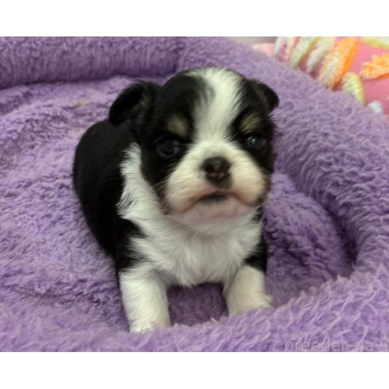 販売中の神奈川県のチワワ(ロングコート)-448865の2枚目