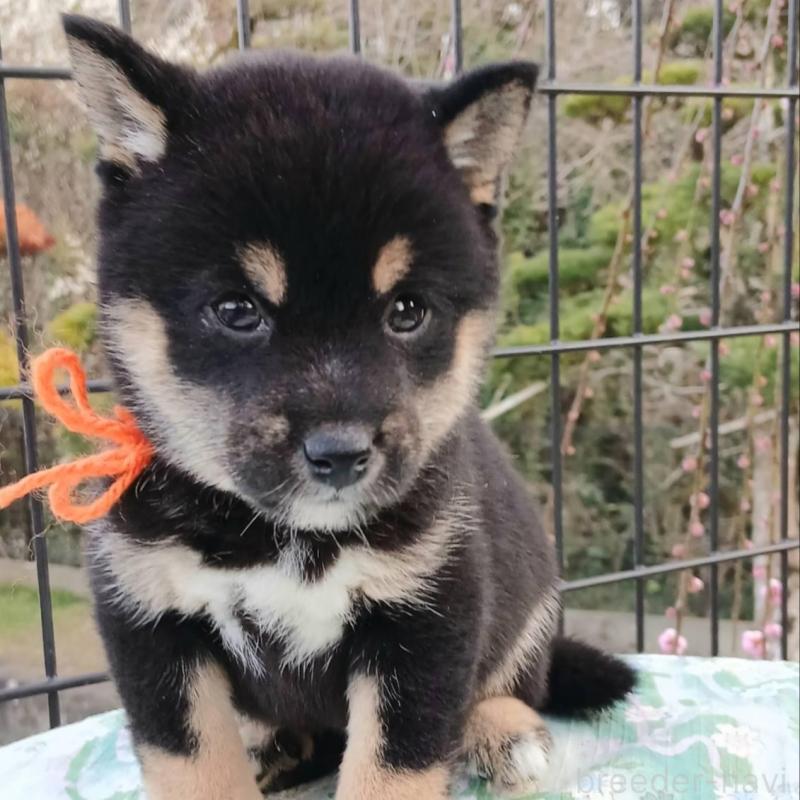 販売中の熊本県の豆柴-448862