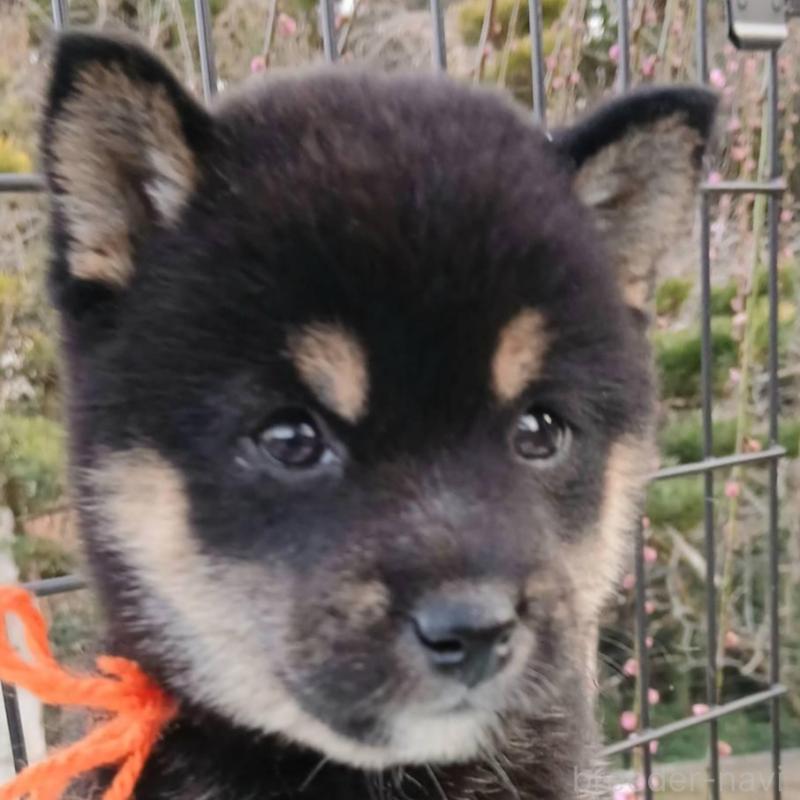 販売中の熊本県の豆柴-448862の5枚目