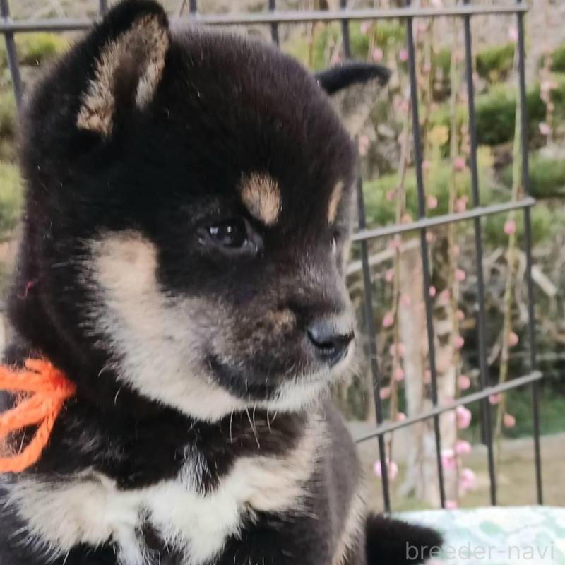 販売中の熊本県の豆柴-448862の4枚目