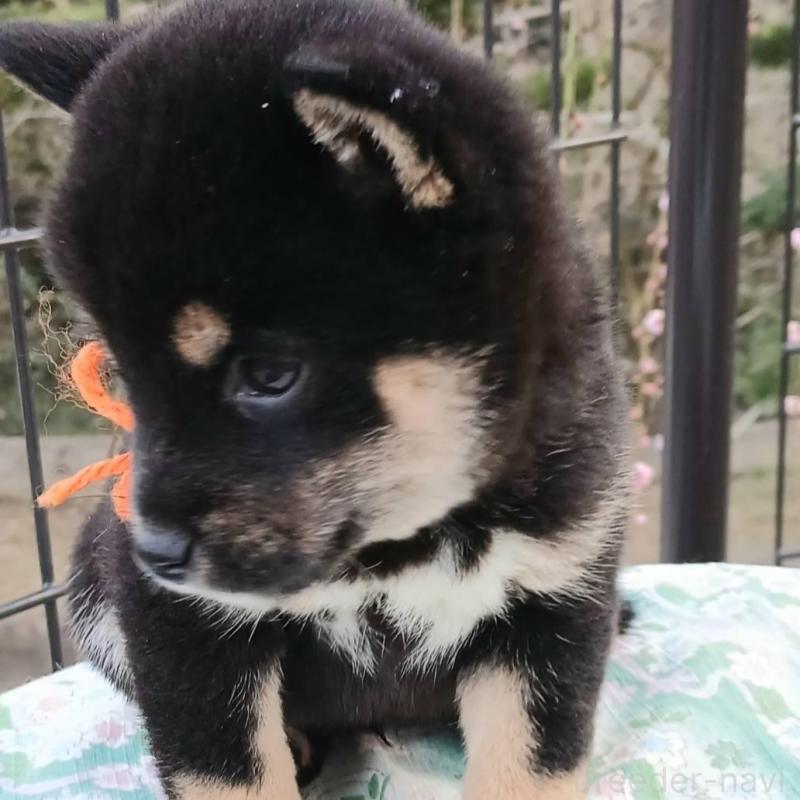 販売中の熊本県の豆柴-448862の3枚目