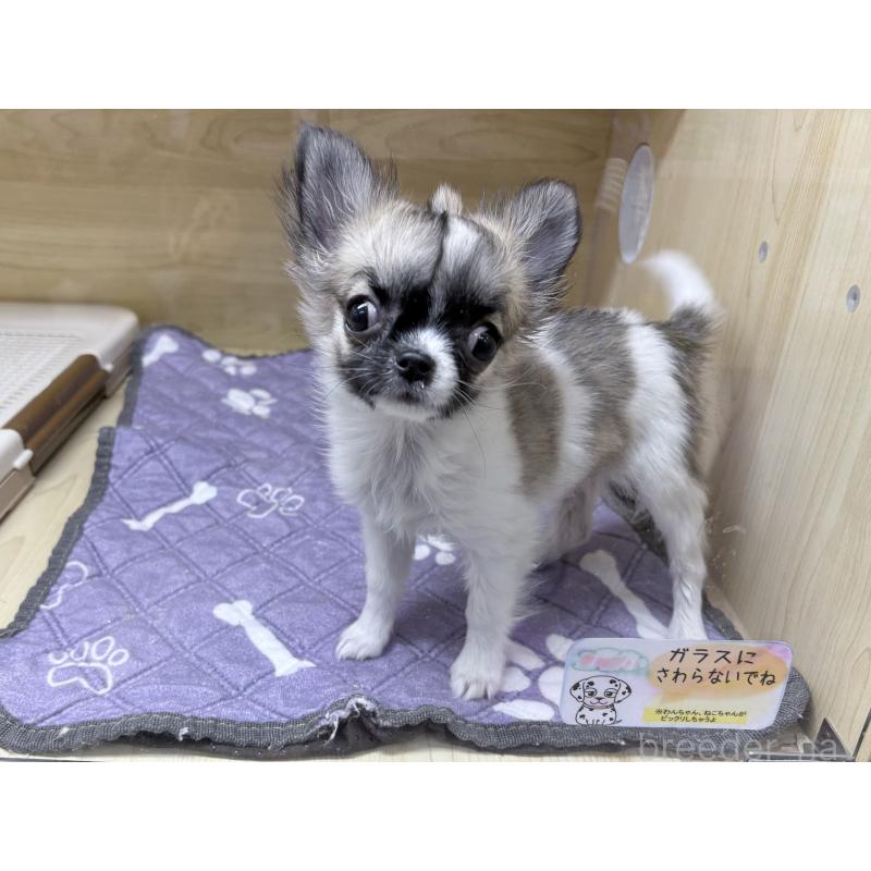 販売中の東京都のチワワ(ロングコート)-443353