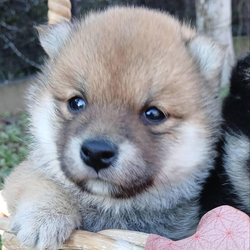 販売中の熊本県の豆柴-448863の1枚目