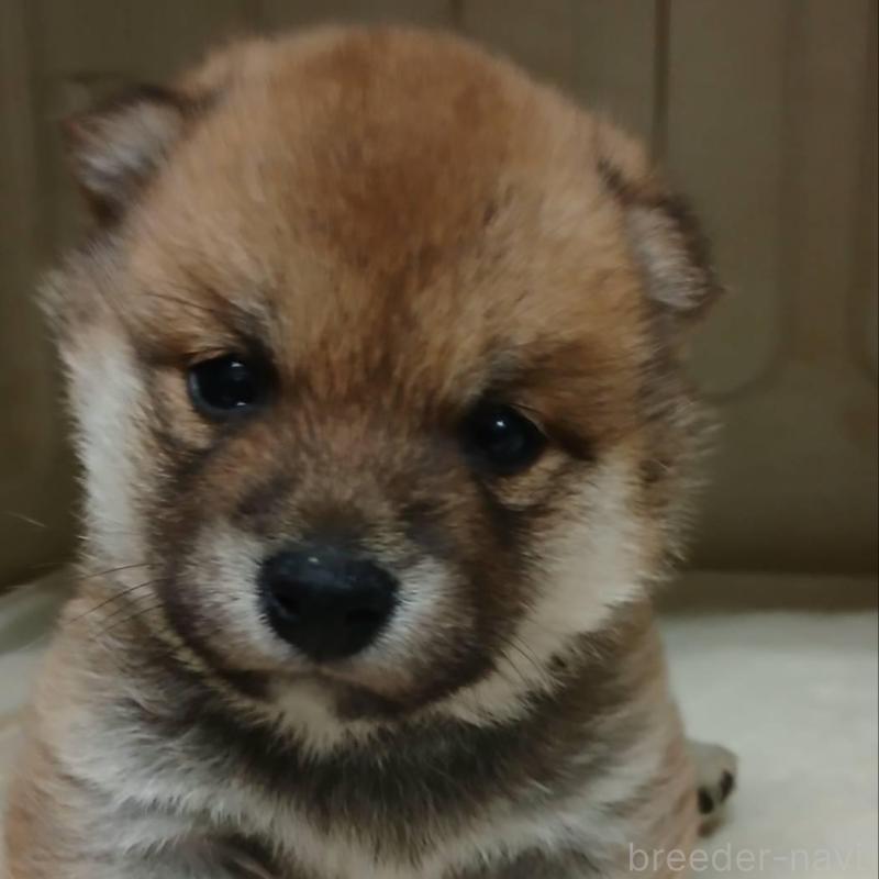 販売中の熊本県の豆柴-448863の3枚目