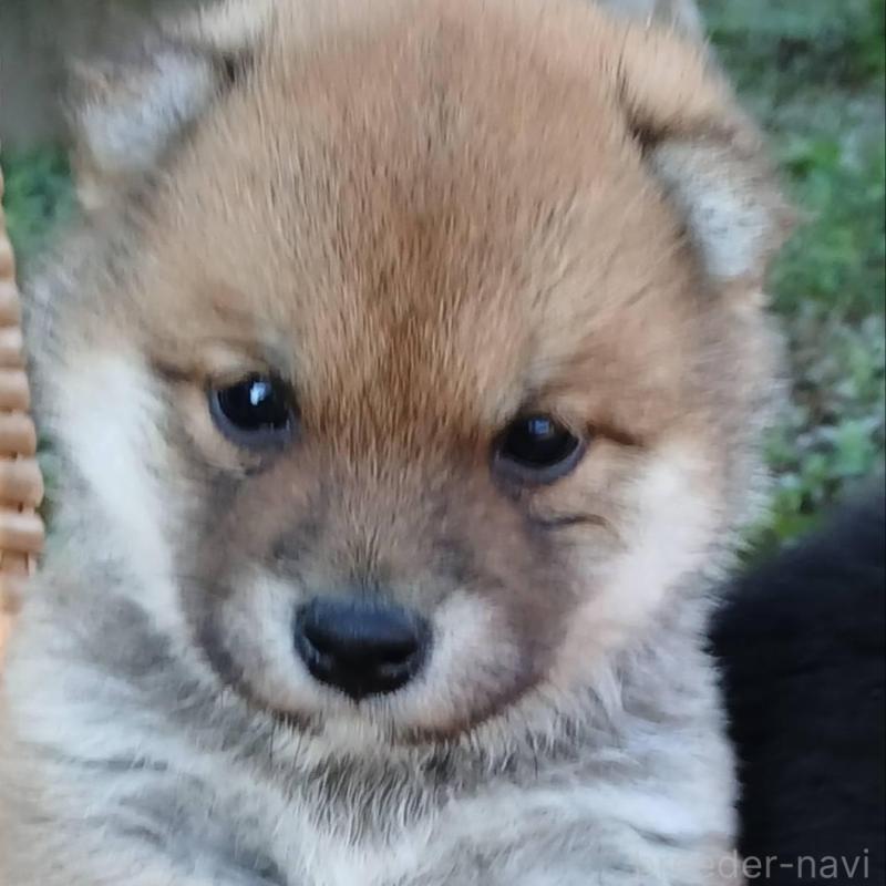 販売中の熊本県の豆柴-448863の2枚目