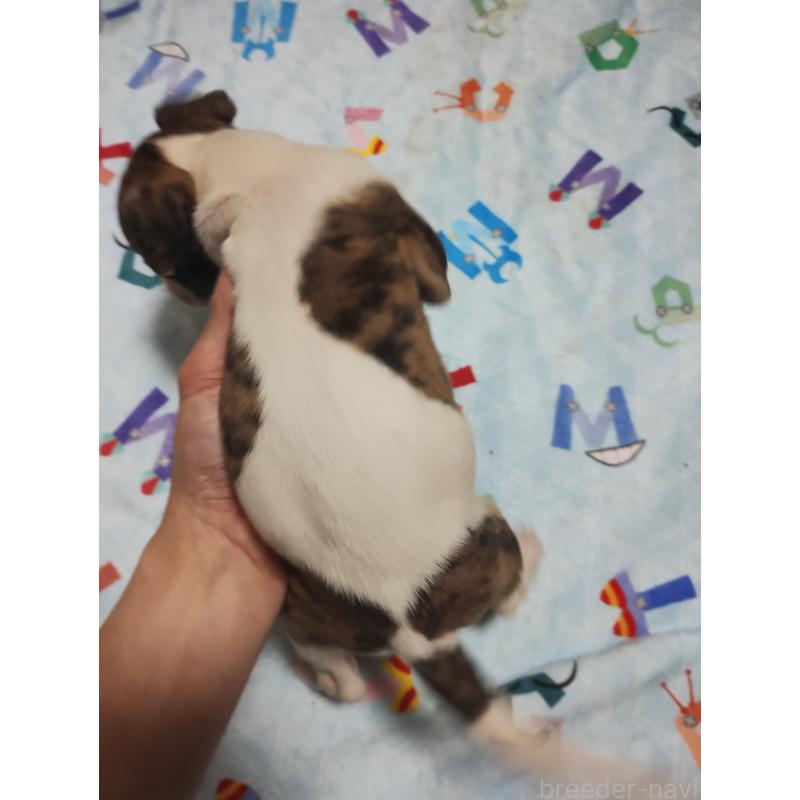 販売中の広島県のウィペット-448864の4枚目