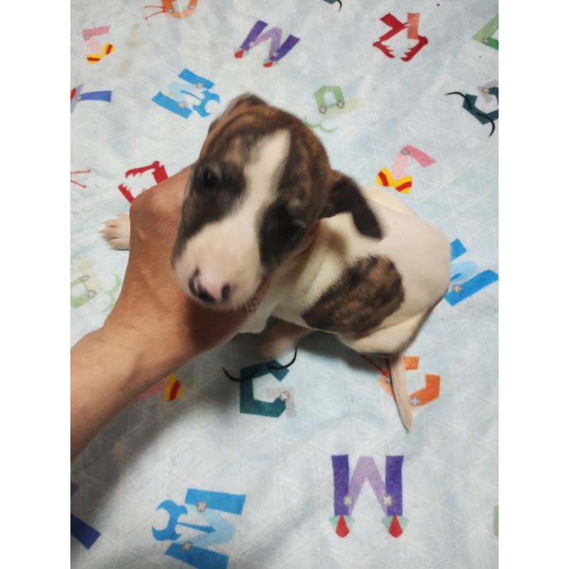 販売中の広島県のウィペット-448864の3枚目