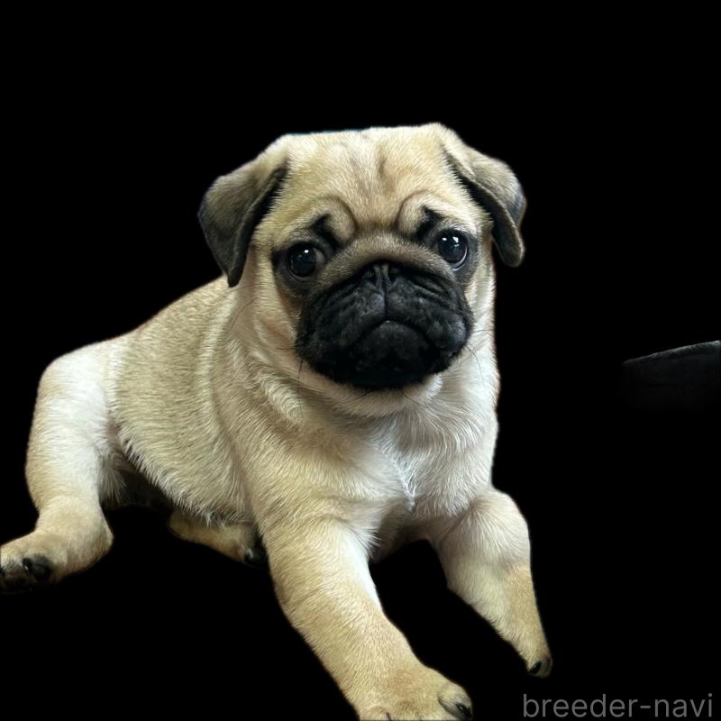 販売中の福岡県のパグ-448868の1枚目