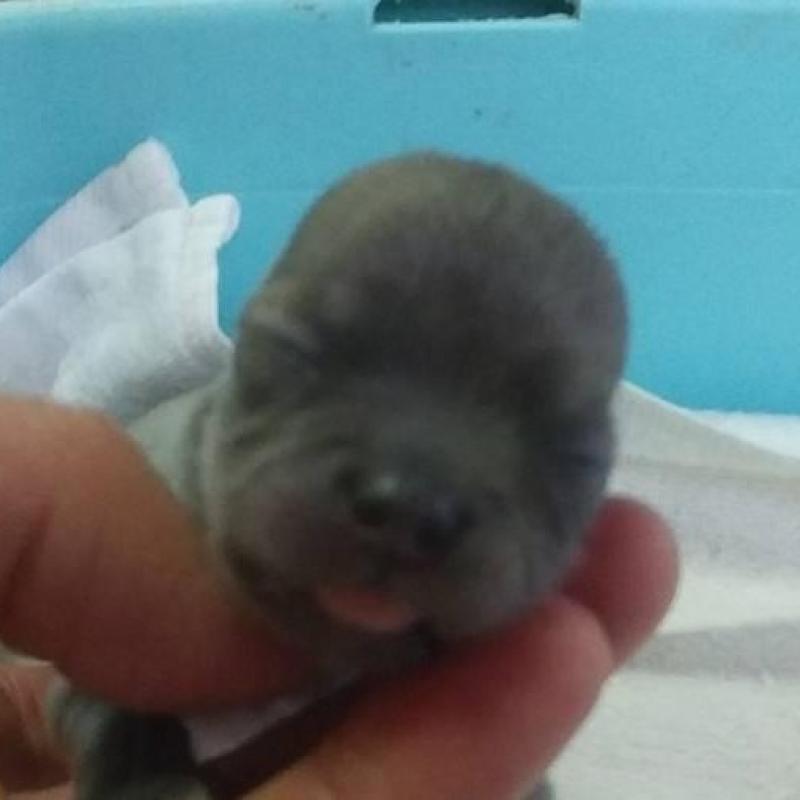 販売中の愛知県のチワワ(ロングコート)-448866