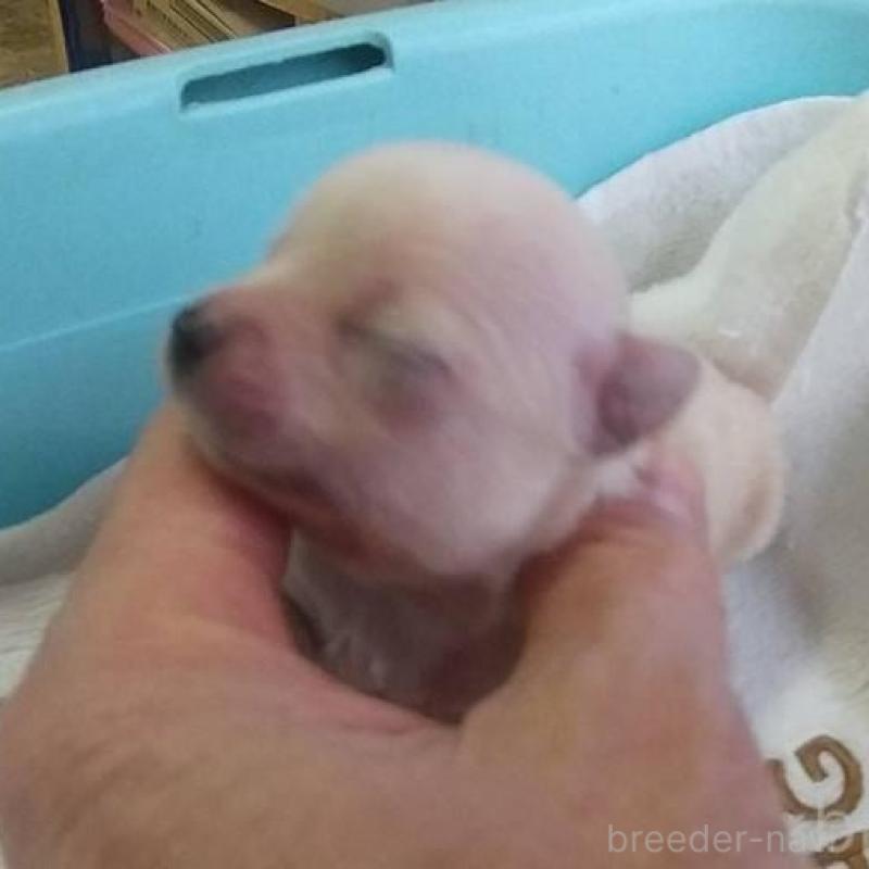 販売中の愛知県のチワワ(ロングコート)-448867