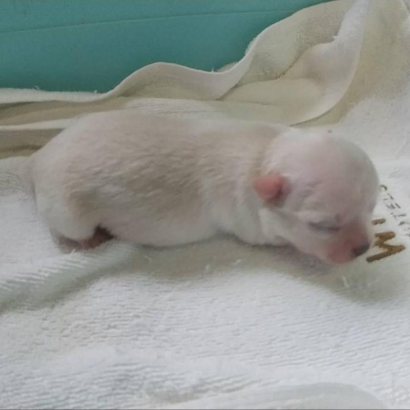 販売中の愛知県のチワワ(ロングコート)-448869の1枚目