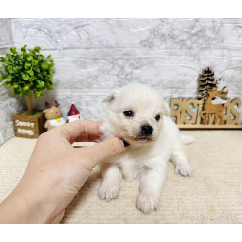 販売中の岐阜県のミックス犬-448870の9枚目